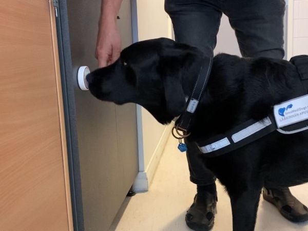 Sairauskohtauksista ennakkonn hälyttävät koirat – eläinavusteiset lääkinnälliset&nbsp;apuvälineet