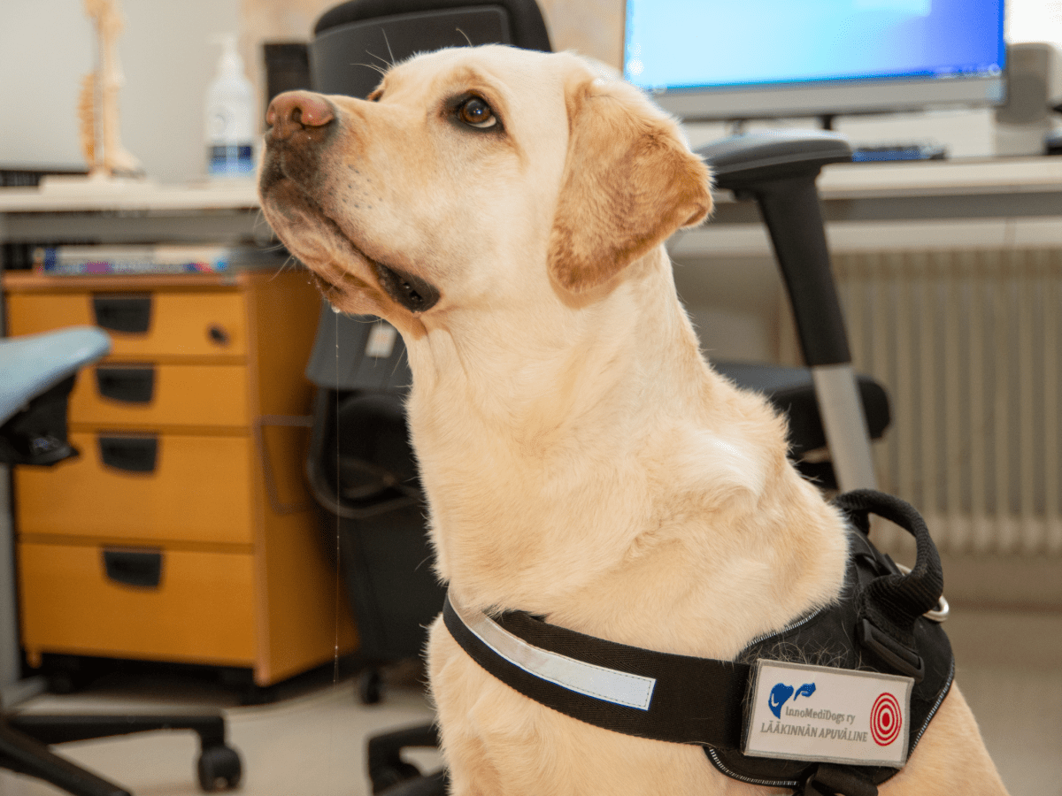 Hyötykoirien koulutus